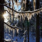 Kiruna: Morning Husky Sled Ride with Coffee Break - The Itinerary: What You Can Expect