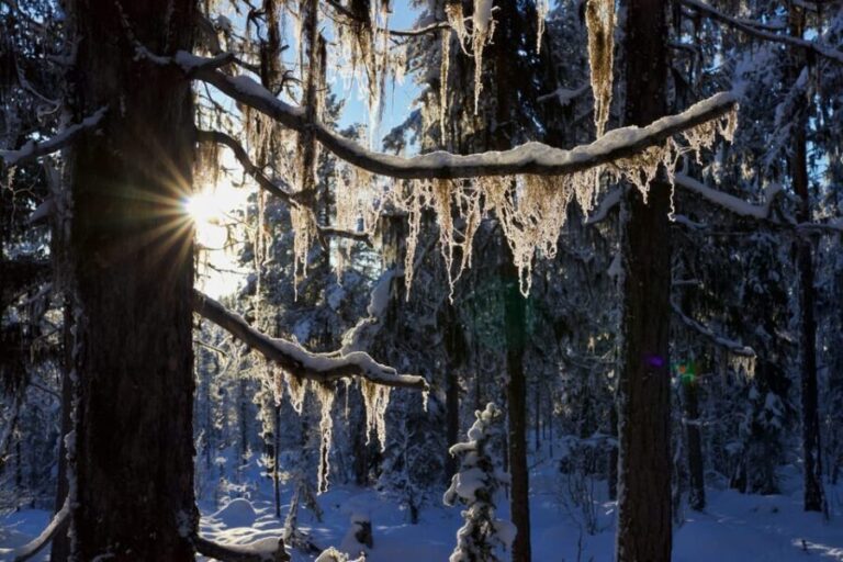 Kiruna: Morning Husky Sled Ride with Coffee Break - The Itinerary: What You Can Expect