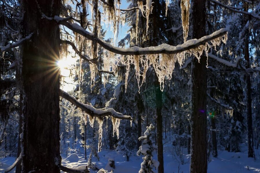 Kiruna: Morning Husky Sled Ride with Coffee Break - The Itinerary: What You Can Expect