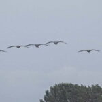 Kleine Kranichtour mit MS Swantevit ab Zingst - Who Should Consider This Tour?