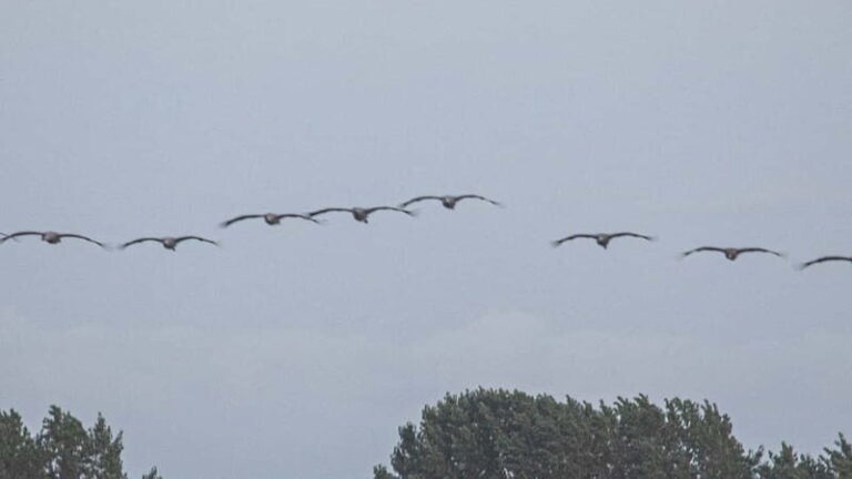 Kleine Kranichtour mit MS Swantevit ab Zingst - Who Should Consider This Tour?