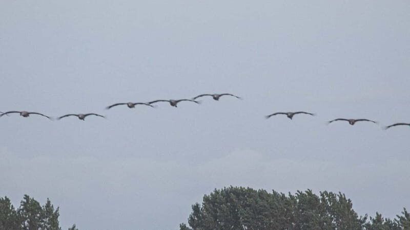 Kleine Kranichtour mit MS Swantevit ab Zingst - Who Should Consider This Tour?