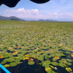Kotor: Skadar Lake National Park with Wine Tasting - What Makes This Tour Stand Out