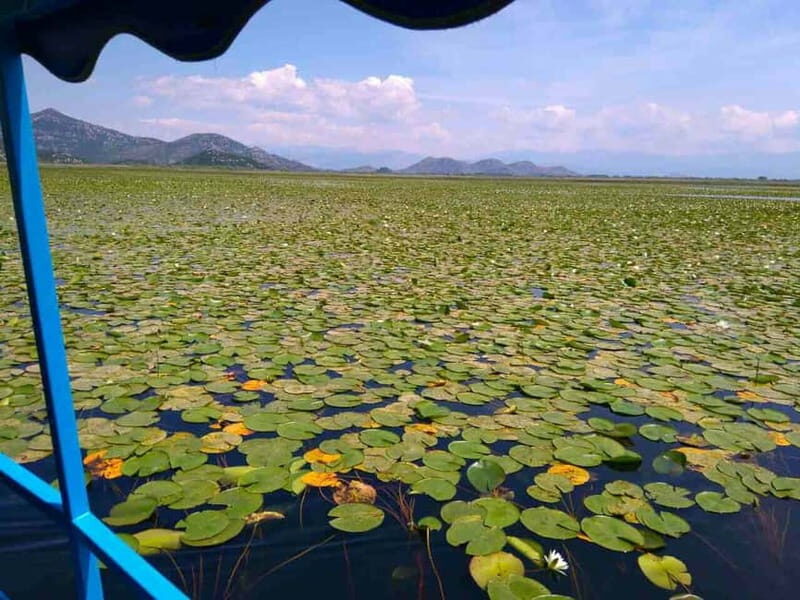 Kotor: Skadar Lake National Park with Wine Tasting - What Makes This Tour Stand Out