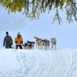 Kraków Full Dog Sled Ride - What Makes This Tour Stand Out?