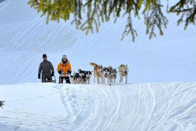 Kraków Full Dog Sled Ride - What Makes This Tour Stand Out?