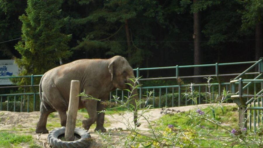 Krakow: Zoo Tour with Private Transport and Tickets - Who Should Consider This Tour?
