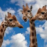 Krakow: Zoo with Hotel Transfer - FAQs