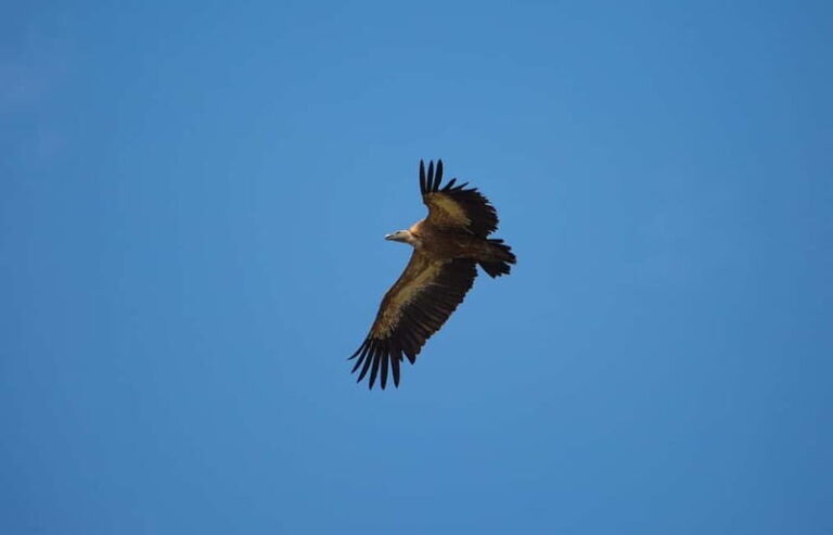 Krk : Sailing along the coasts of island Krk and Plavnik - Practical Details & Tips for Travelers