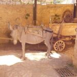 Krka Waterfalls & Skradin AFTERNOON Tour - TICKET INCLUDED - The Itinerary Breakdown: What to Expect