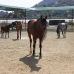 Kusadasi Horse Riding Beach and Forest options with Transfer - Authentic Experiences from Reviewers