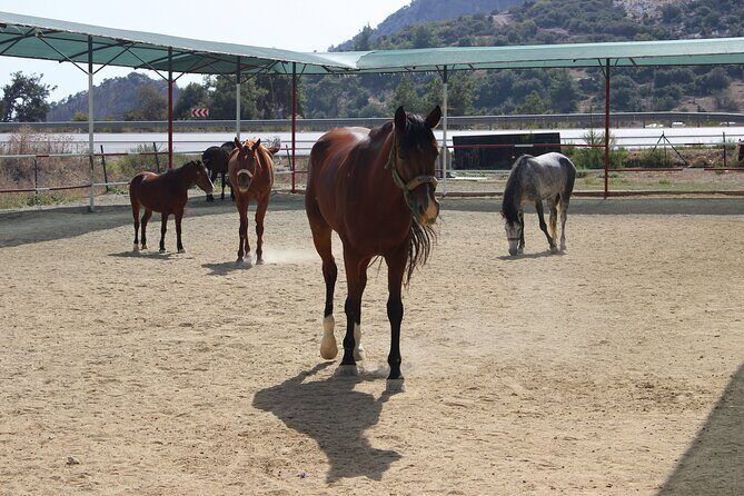 Kusadasi Horse Riding Beach and Forest options with Transfer - Authentic Experiences from Reviewers
