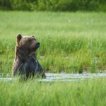 Kuusamo: Bear Watching Overnight Tour - FAQs about the Kuusamo Bear Watching Overnight Tour
