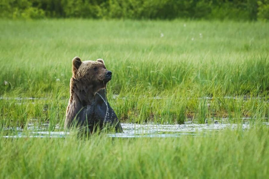 Kuusamo: Bear Watching Overnight Tour - FAQs about the Kuusamo Bear Watching Overnight Tour