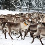 Kuusamo: Morning Feeding of Hundreds of Reindeer - Authenticity and Value