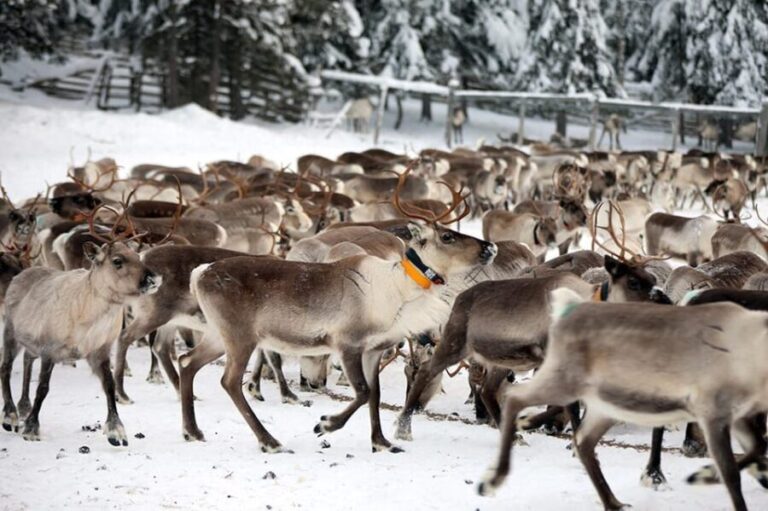 Kuusamo: Morning Feeding of Hundreds of Reindeer - Authenticity and Value