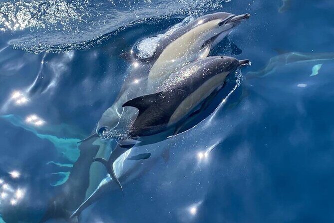 La Herradura: Sailboat with a view of dolphins-Shared - Sailing Through the Coastline