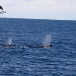 La Palma: Whale Watching Experience and Coastal Highlights - Final Thoughts
