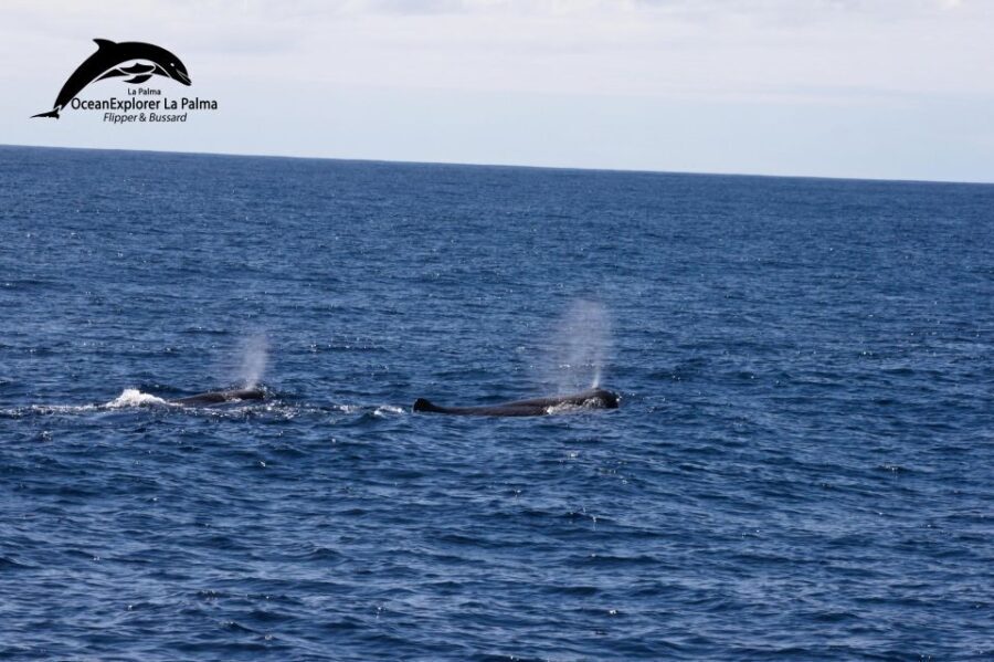 La Palma: Whale Watching Experience and Coastal Highlights - Final Thoughts