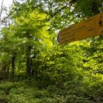 Lagodekhi - A day hiking from Tbilisi - Who Is This Tour Best For?