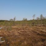 Lahti: Guided Nature Walk The Heart of The Swamp - The Value of the Lahti Guided Nature Walk