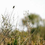 Lake Skadar: Early-morning Birdwatching and Photography Tour - The Practical Details: How It Works