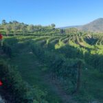 Lamego: Quinta da Portela de Baixo Winery Tour and Tasting - What to Expect: A Step-by-Step Breakdown