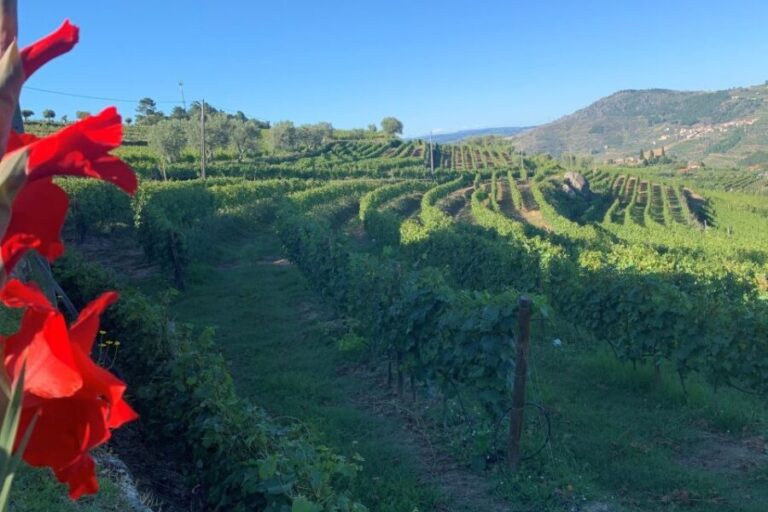 Lamego: Quinta da Portela de Baixo Winery Tour and Tasting - What to Expect: A Step-by-Step Breakdown