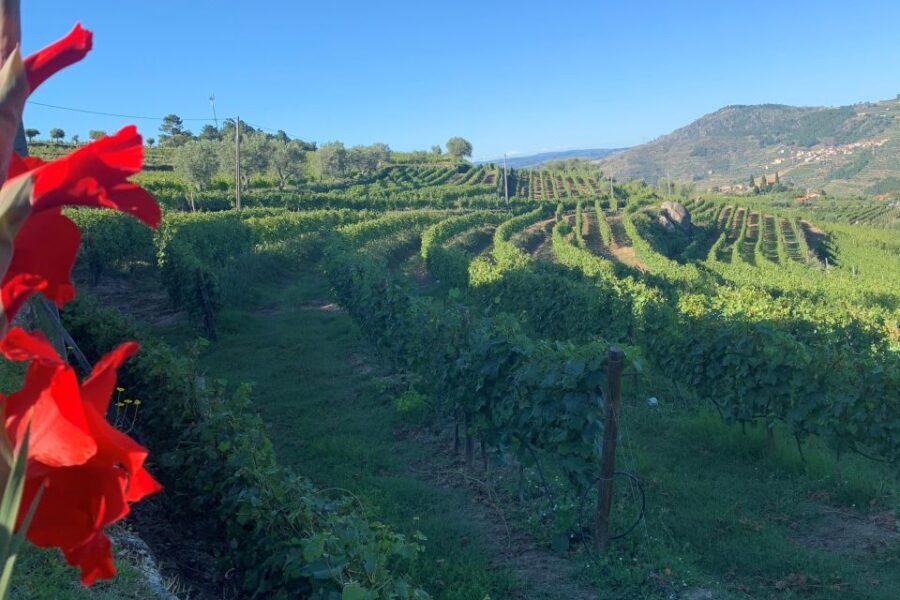 Lamego: Quinta da Portela de Baixo Winery Tour and Tasting - What to Expect: A Step-by-Step Breakdown