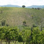 Langhe (Piedmont): Wine Tasting Experience - The Tasting: Savoring Four Fine Wines