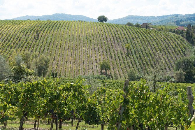Langhe (Piedmont): Wine Tasting Experience - The Tasting: Savoring Four Fine Wines