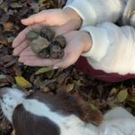 Langhe Truffle hunting Experience - Why This Experience Is Worth Considering