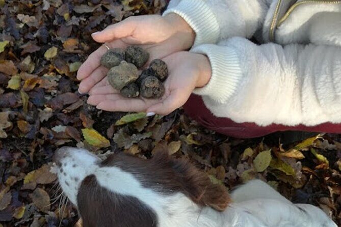 Langhe Truffle hunting Experience - Why This Experience Is Worth Considering