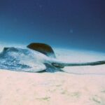 Lanzarote: 2 Guided Dives (Certified Divers Only) - Detailed Breakdown of the Tour Itinerary