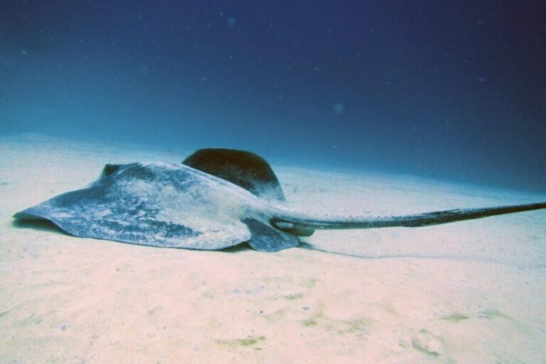 Lanzarote: 2 Guided Dives (Certified Divers Only) - Detailed Breakdown of the Tour Itinerary