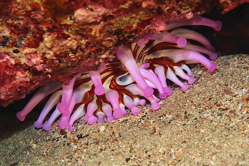 Lanzarote: Beginner Try Scuba Diving Costa Teguise (2 dives) - Final Thoughts: Is This Tour Worth It?