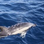Lanzarote: Lobos Island Half-Day Dolphin Watching Trip - Why This Tour Works Well