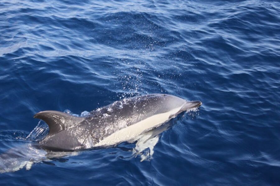 Lanzarote: Lobos Island Half-Day Dolphin Watching Trip - Why This Tour Works Well