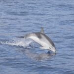 Lanzarote: Sea Safari Experience - The Sum Up