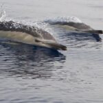 Lanzarote Sea Safari from Puerto calero - Practical Details and Tips for a Smooth Experience