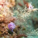 Lanzarote: Snorkeling Tour - Final Thoughts: Is It Worth It?