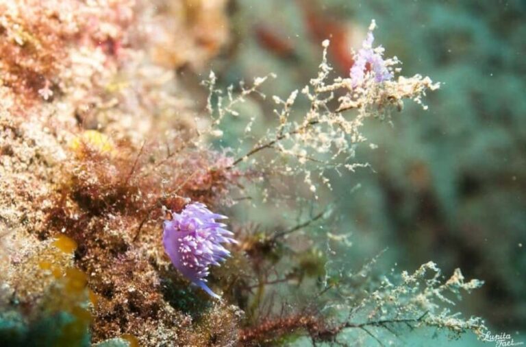 Lanzarote: Snorkeling Tour - Final Thoughts: Is It Worth It?