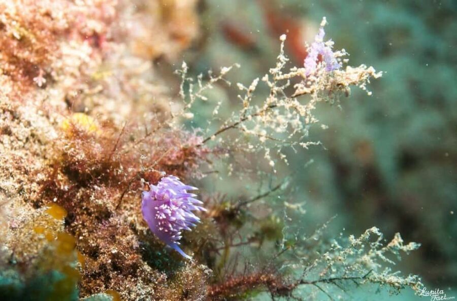 Lanzarote: Snorkeling Tour - Final Thoughts: Is It Worth It?