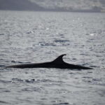 Lanzarote Sunset Experience with dolphin spotting - What Makes This Tour Stand Out?