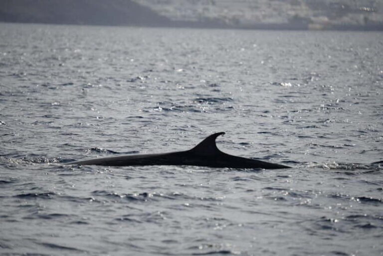 Lanzarote Sunset Experience with dolphin spotting - What Makes This Tour Stand Out?