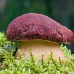 Lapland Berry Day Experience - The Experience from a Traveler’s Perspective