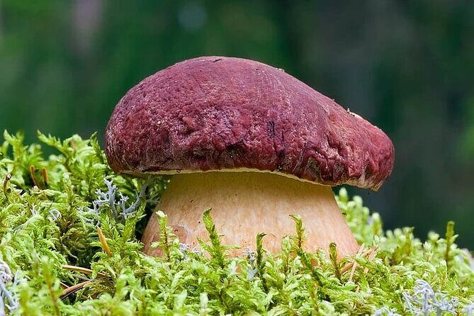 Lapland Berry Day Experience - The Experience from a Traveler’s Perspective