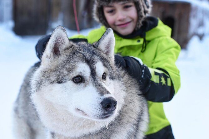 Lapland Husky Safari from Saariselkä - Practical Tips and Considerations