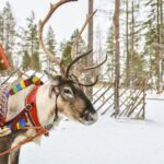Lapland Reindeer and Husky Safari from Rovaniemi - Who Would Love This Tour?