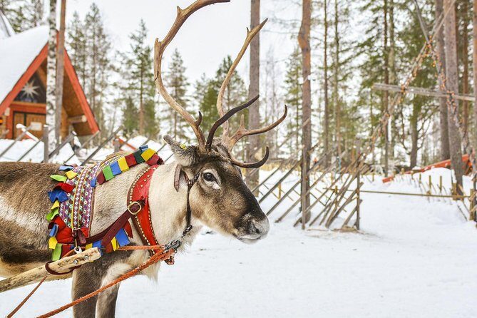 Lapland Reindeer and Husky Safari from Rovaniemi - Who Would Love This Tour?